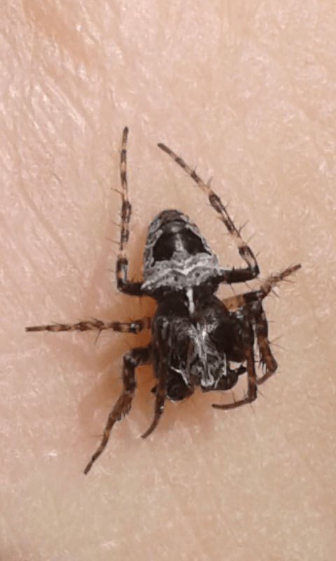 Gibbaranea sp. (Araneidae)?